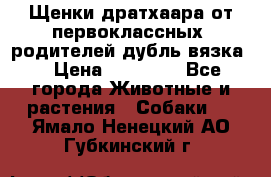 Щенки дратхаара от первоклассных  родителей(дубль вязка) › Цена ­ 22 000 - Все города Животные и растения » Собаки   . Ямало-Ненецкий АО,Губкинский г.